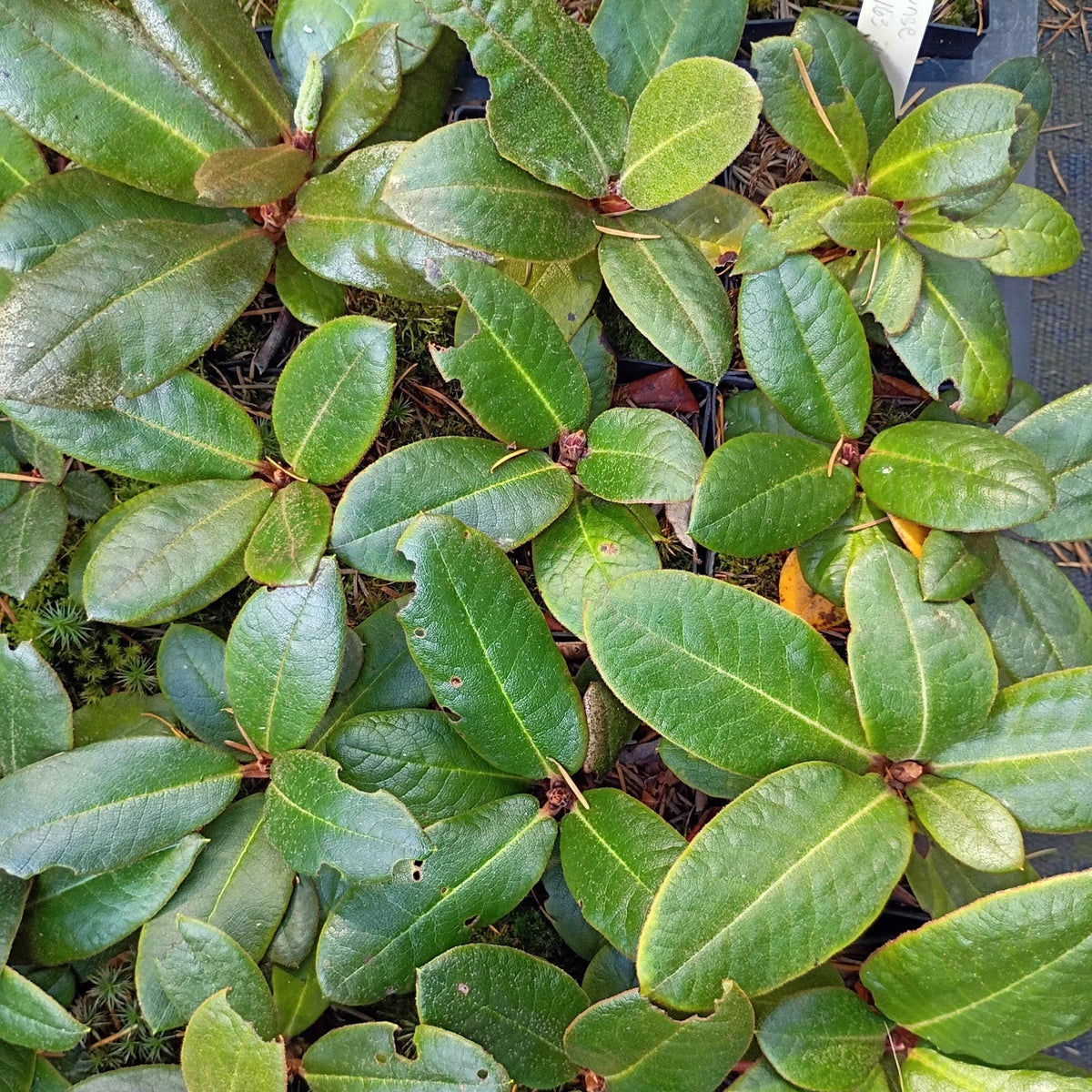 Rhododendron bhutanense  NAPE