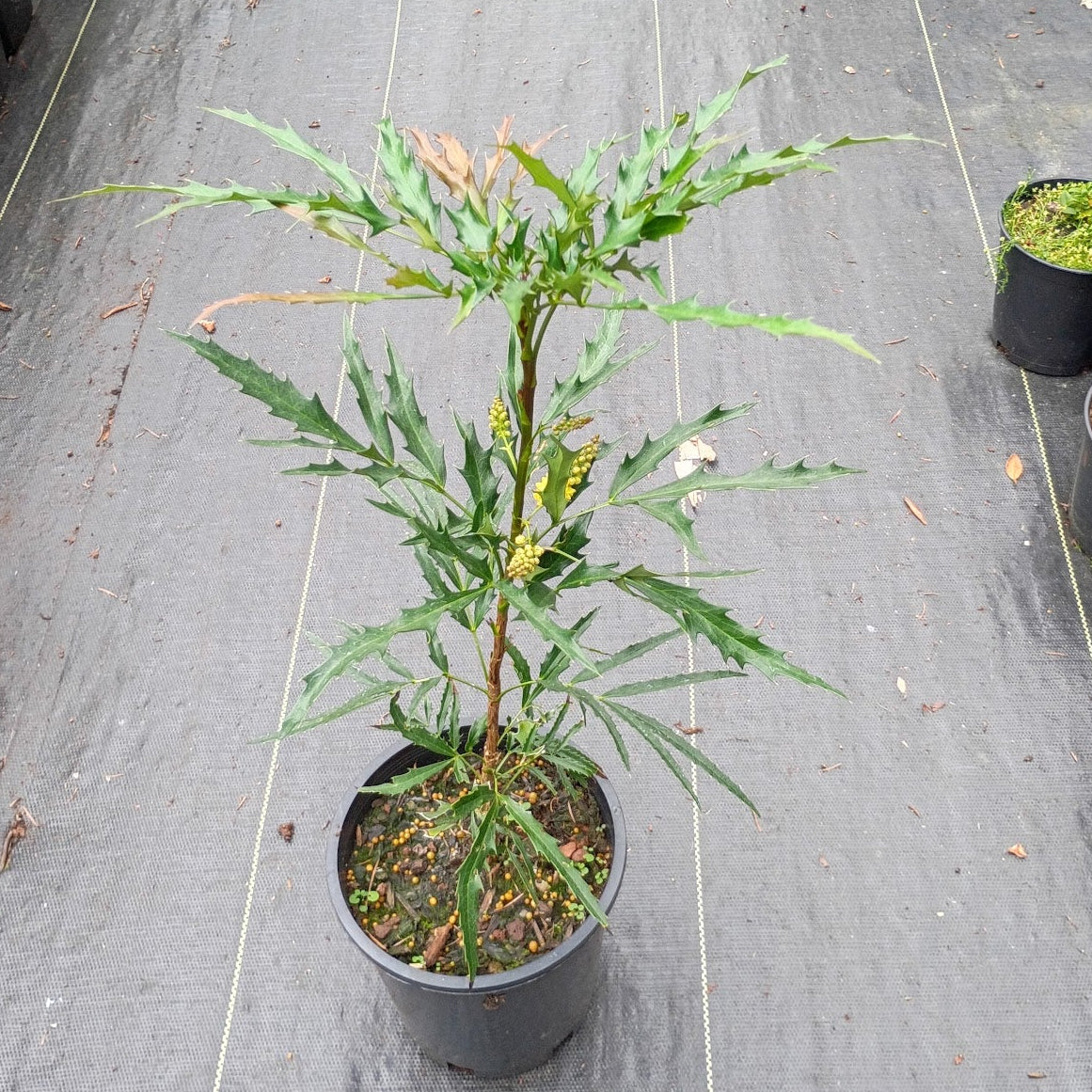 Mahonia fortunei  'Dan Hinkley'  DJHC