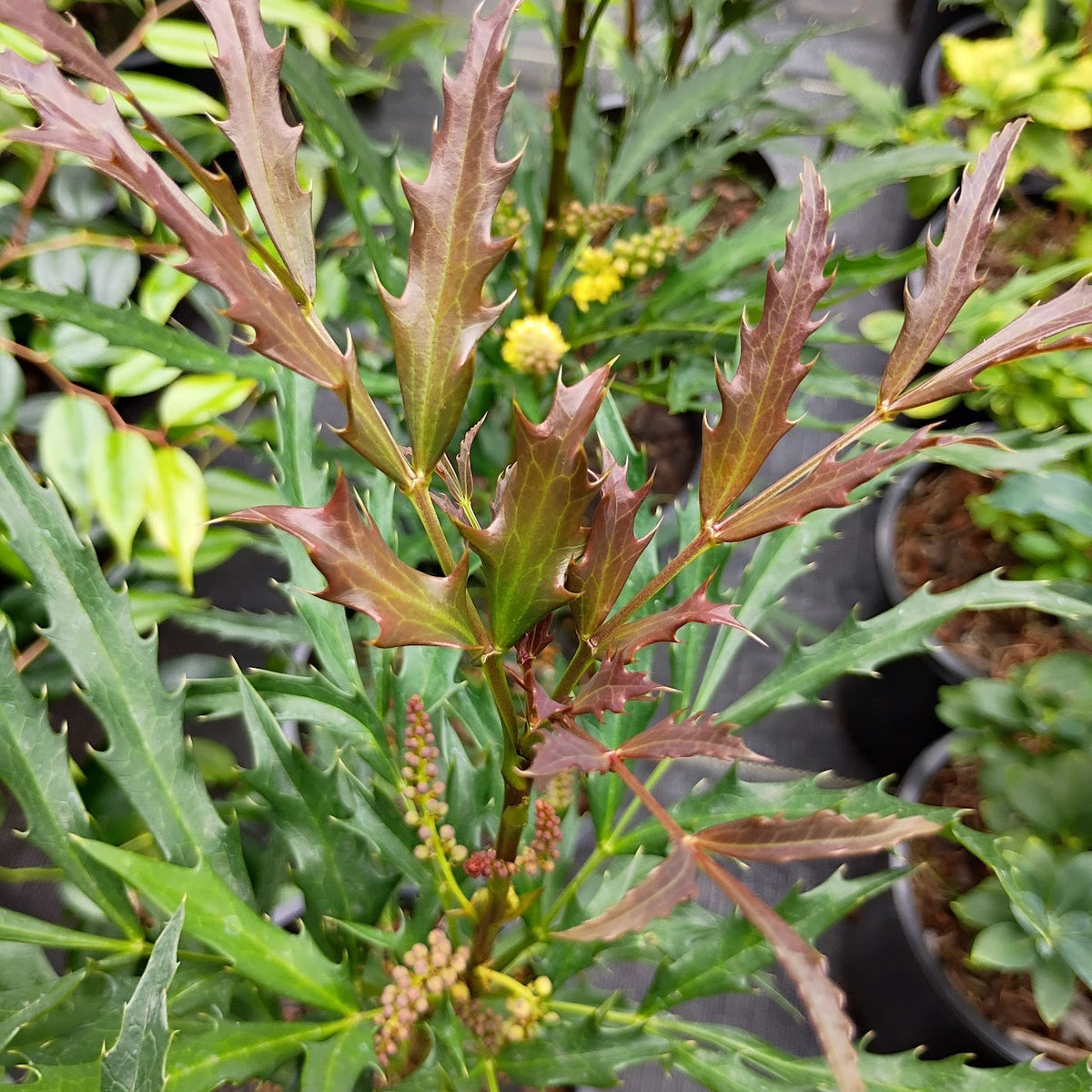 Mahonia fortunei  'Dan Hinkley'  DJHC
