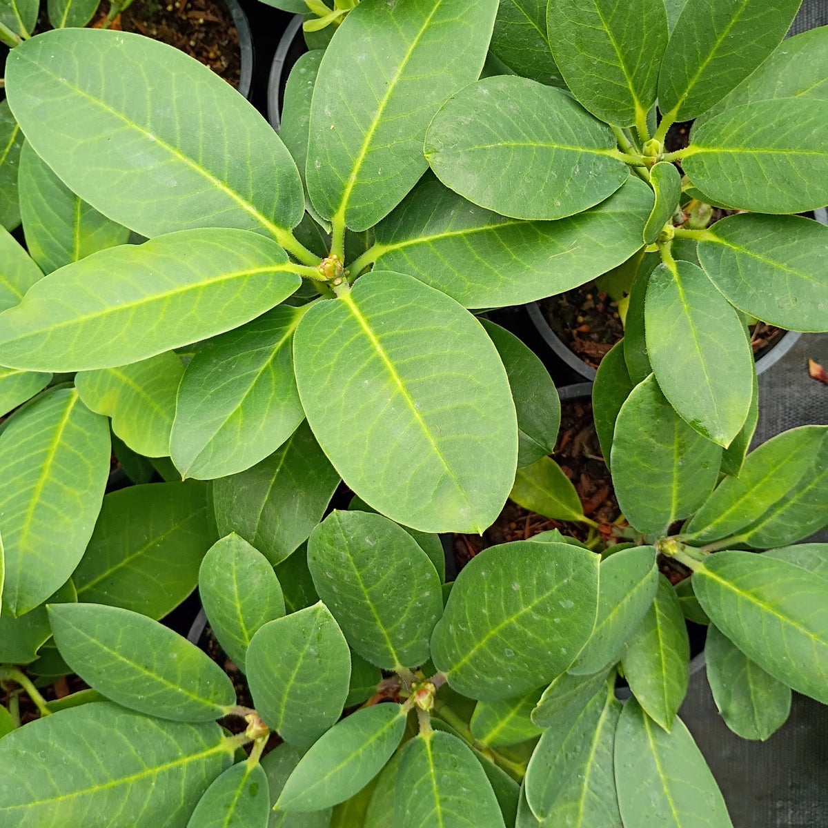 Rhododendron 'griffithianum x yuefengense'