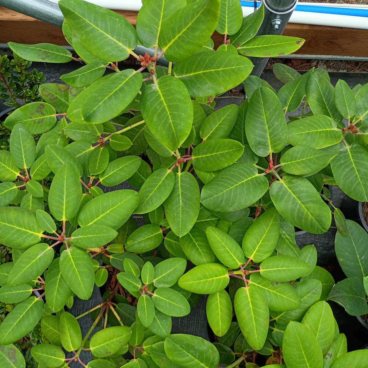 Rhododendron 'griffithianum x williamsianum' (2g)