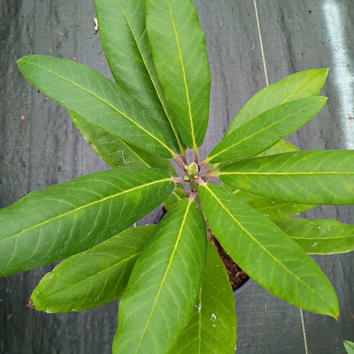 Rhododendron 'griffithianum x polytrichum'
