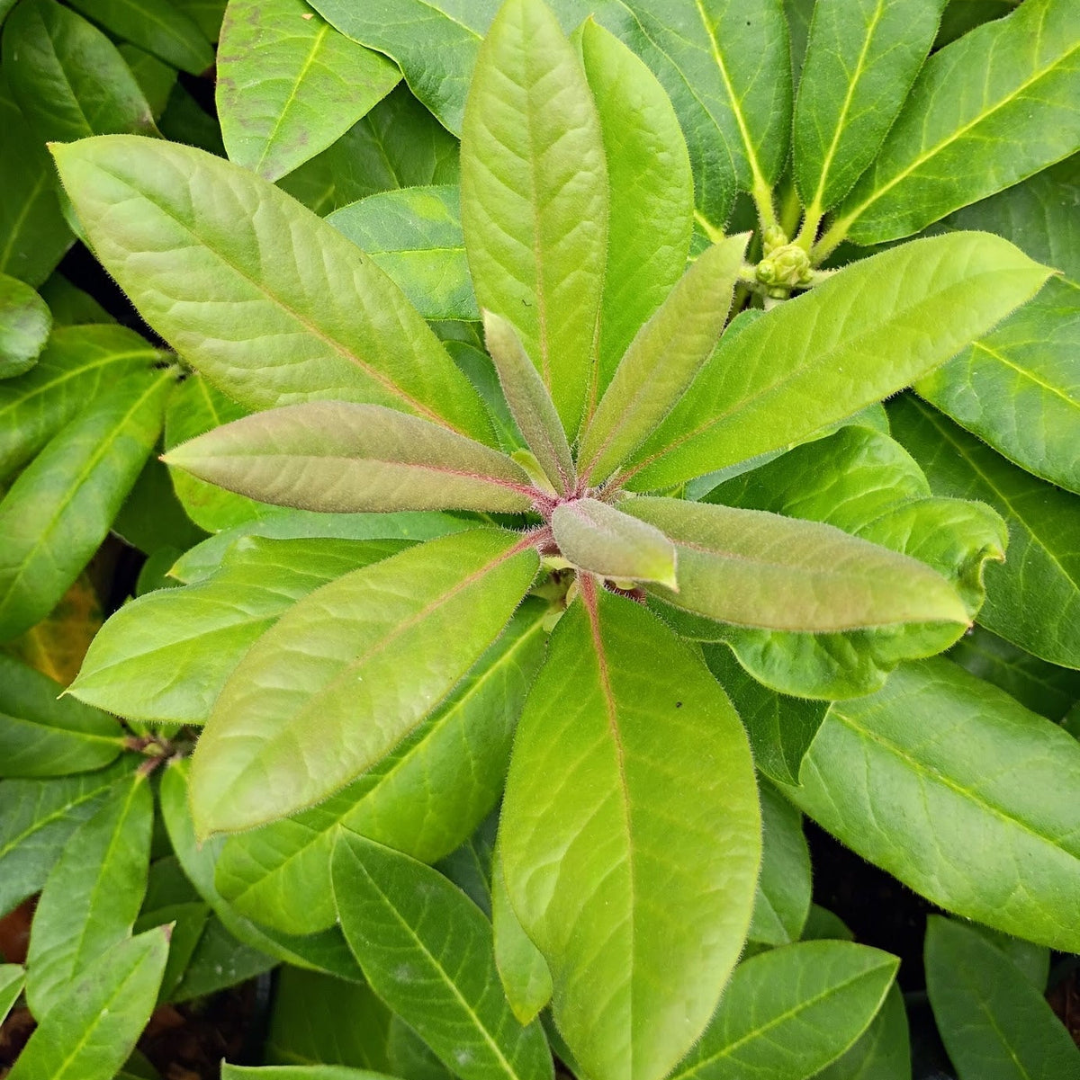 Rhododendron 'griffithianum x polytrichum'