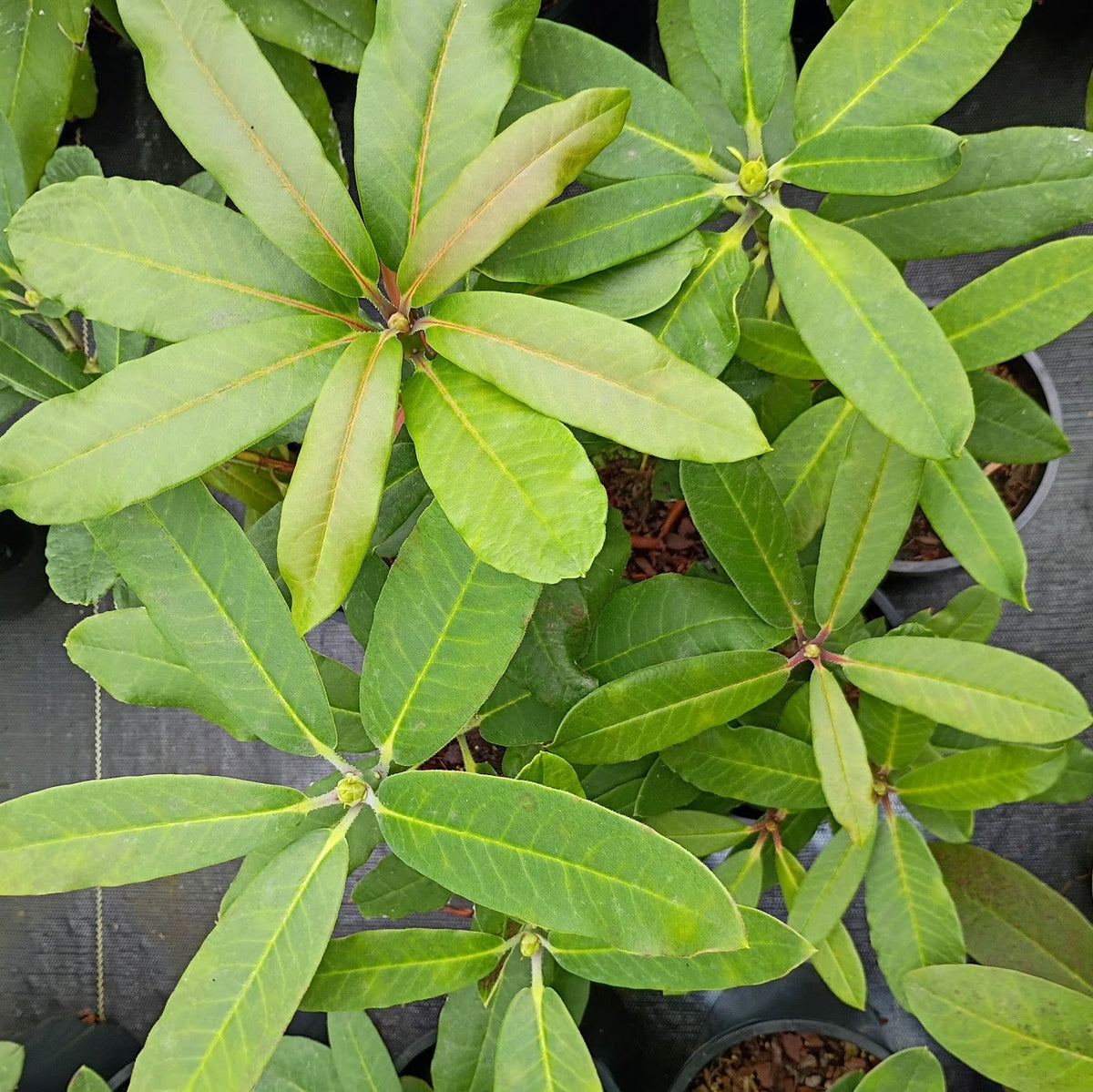 Rhododendron 'griffithianum x maoerense'