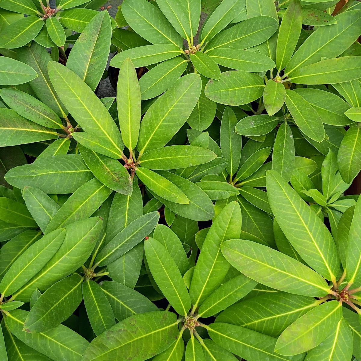 Rhododendron 'griffithianum x fortunei (Lushan Form)'