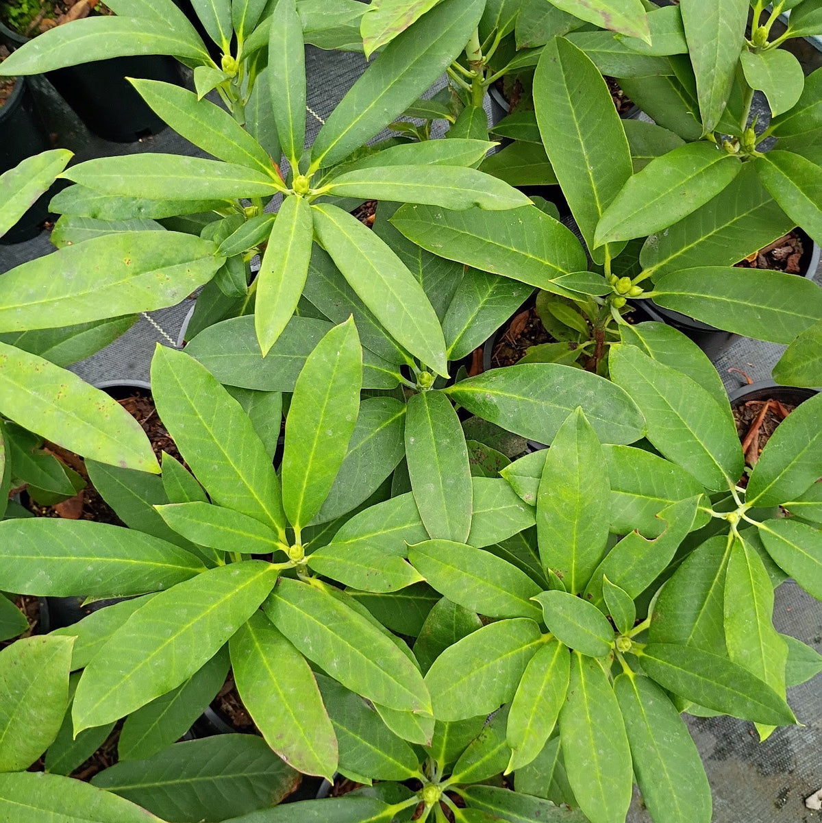 Rhododendron 'griffithianum x huanum'