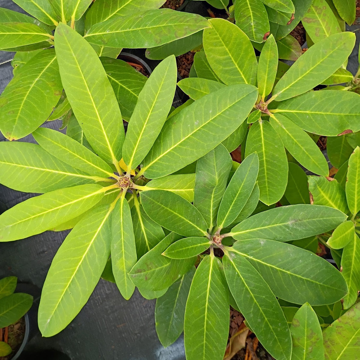 Rhododendron 'griffithianum x fortunei'