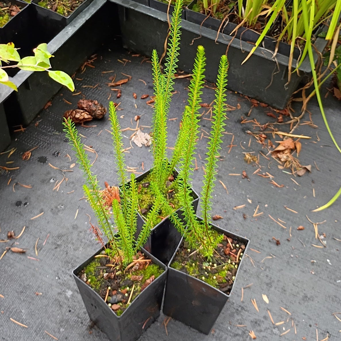 Erica terminalis
