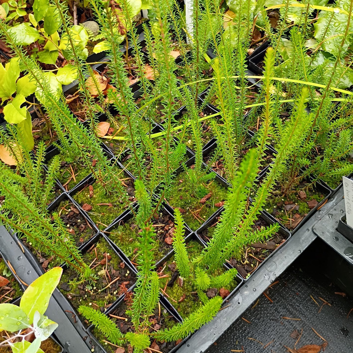 Erica terminalis