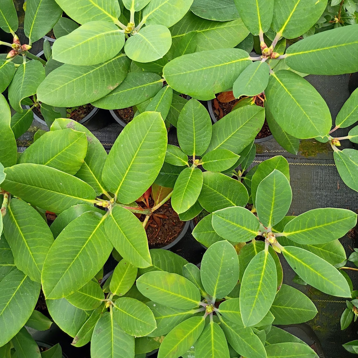 Rhododendron 'griffithianum x williamsianum'