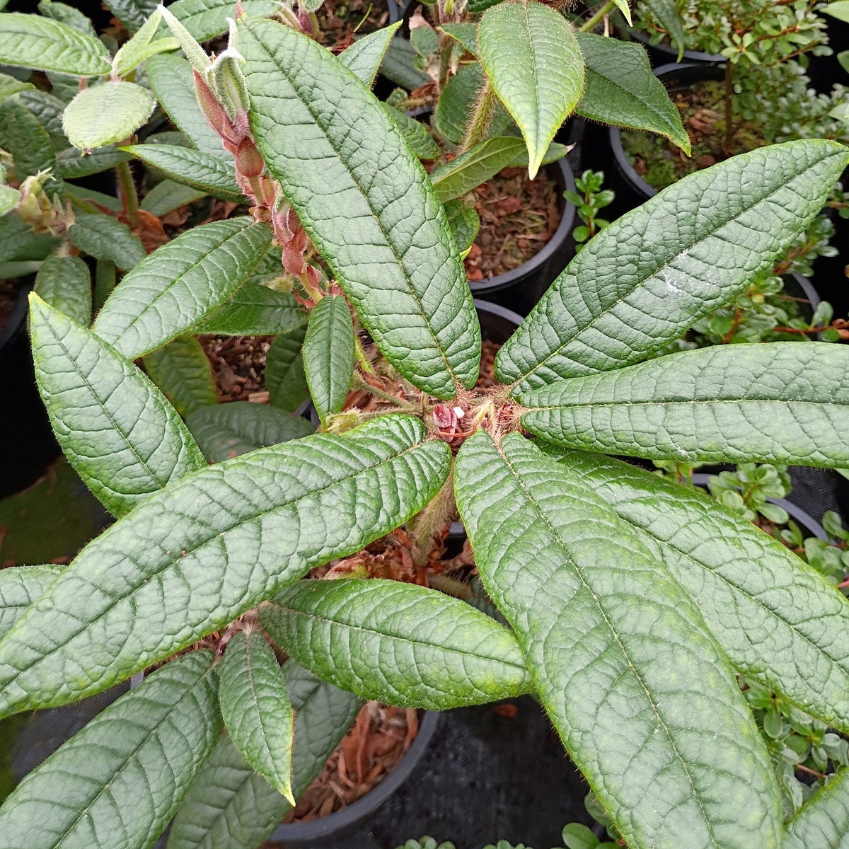 Rhododendron glischroides  1999/516