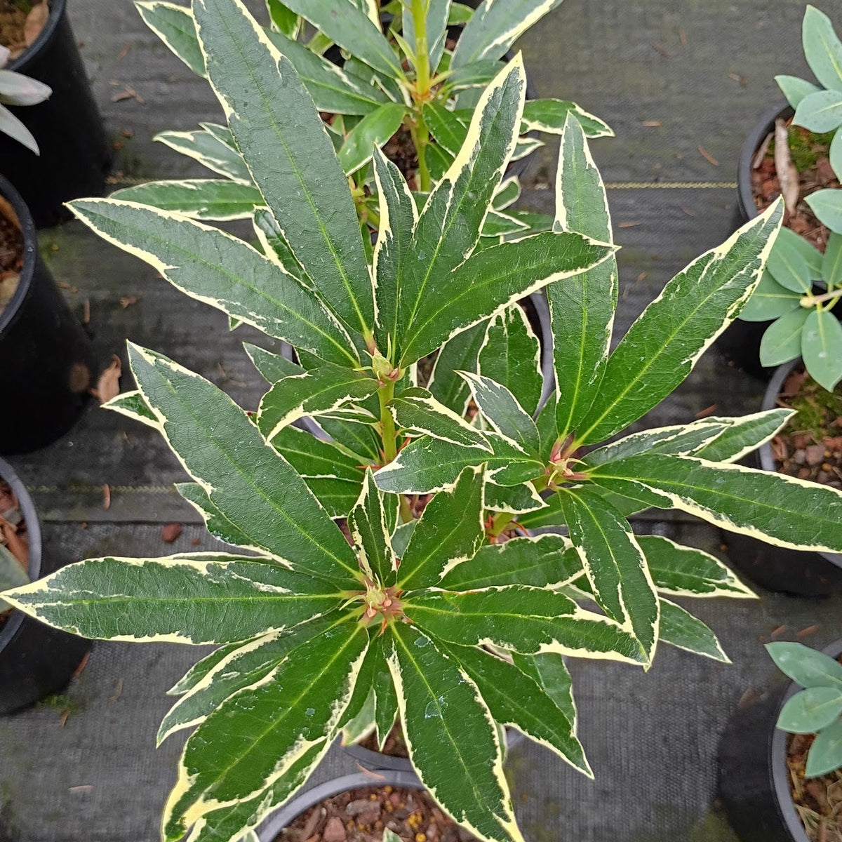 Rhododendron ponticum 'Variegatum'  1979/001