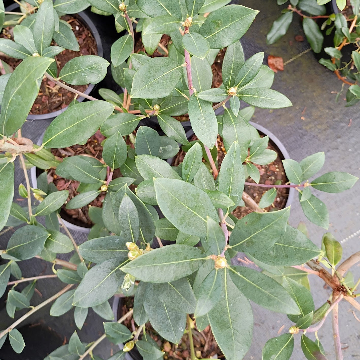 Rhododendron rigidum  1969/742