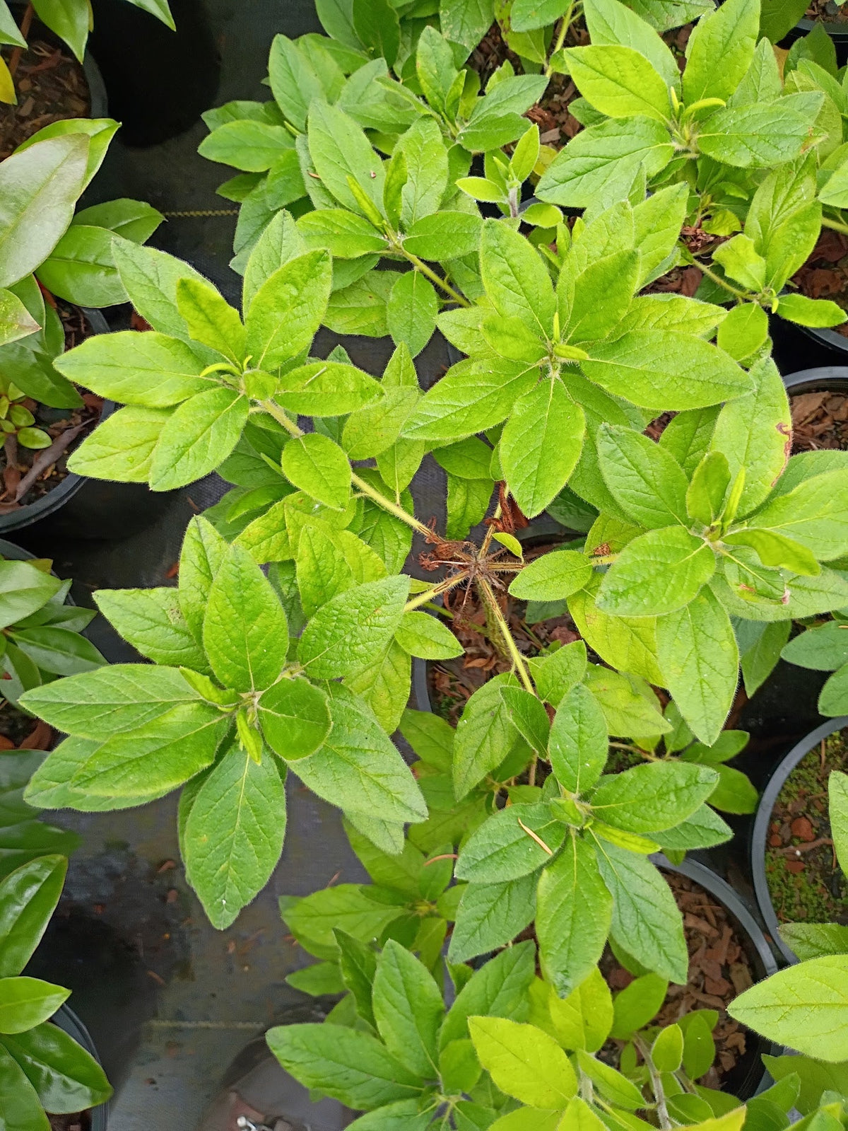 Rhododendron stenopetalum  1982/134