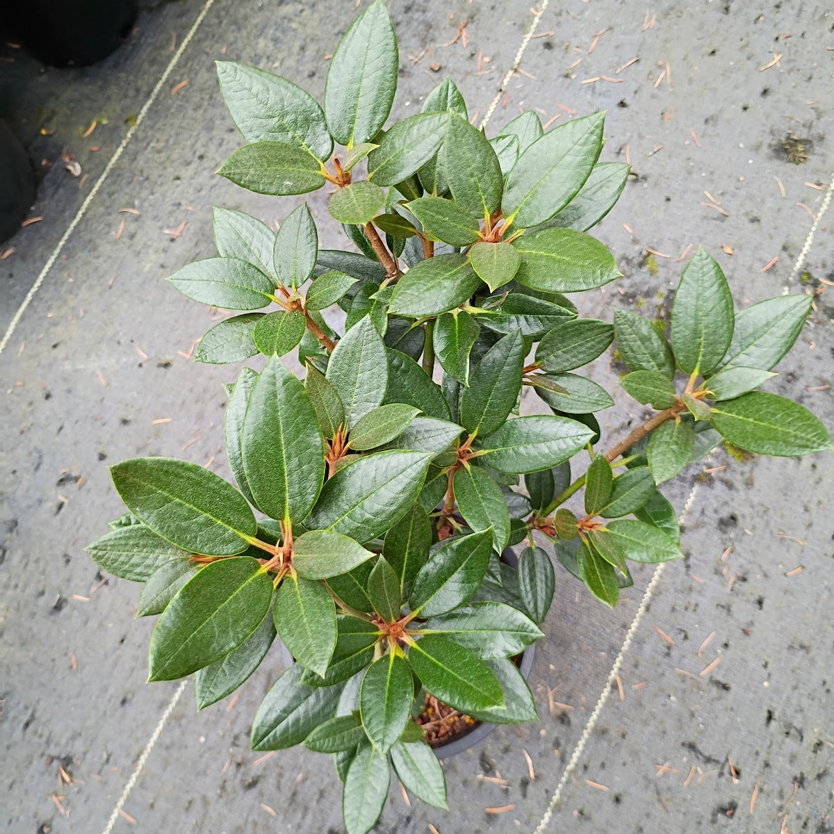 Rhododendron wasonii (Rhododactylum Group)  W
