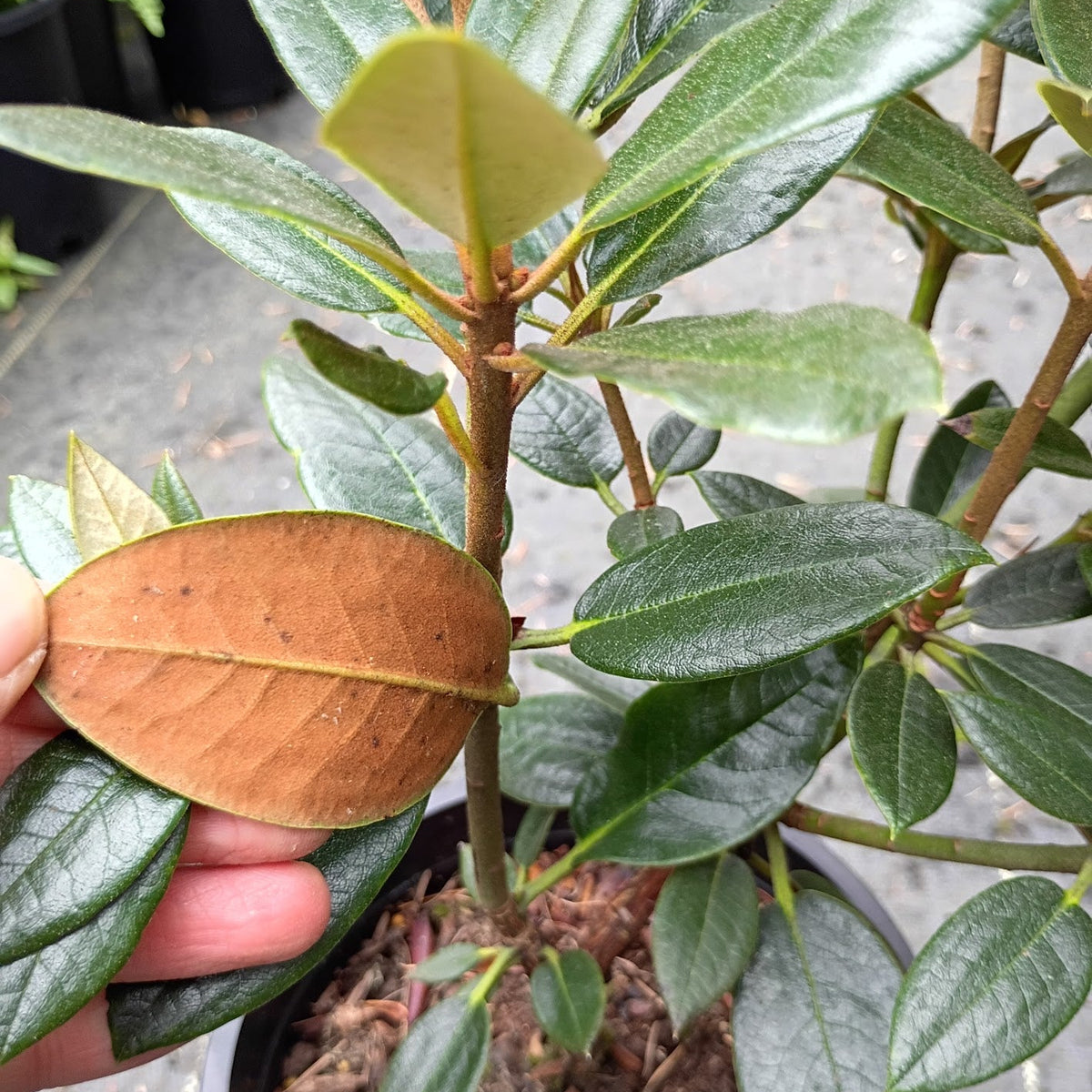Rhododendron wasonii (Rhododactylum Group)  W