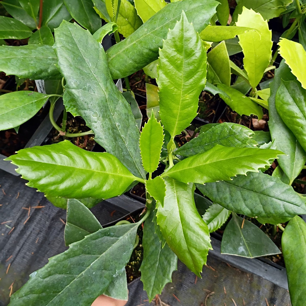 Aucuba omeiensis