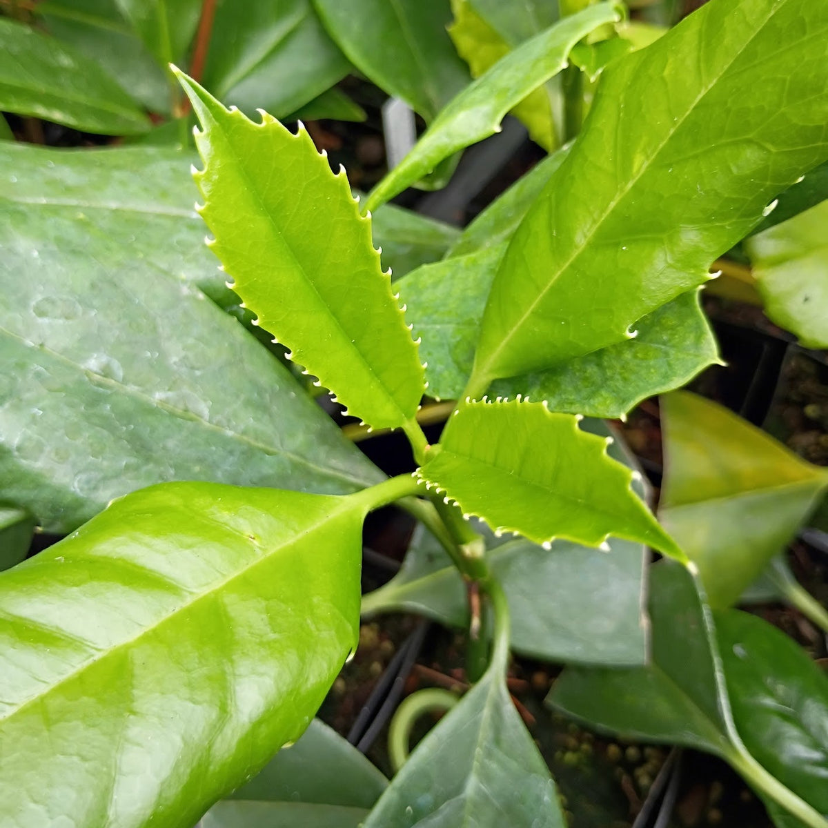Aucuba omeiensis