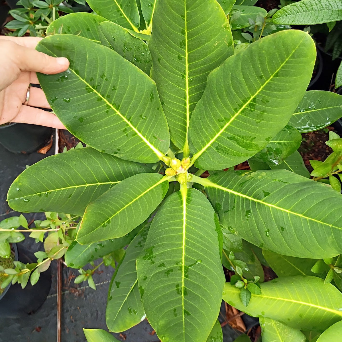 Rhododendron 'griffithianum x platypodum' (2g)