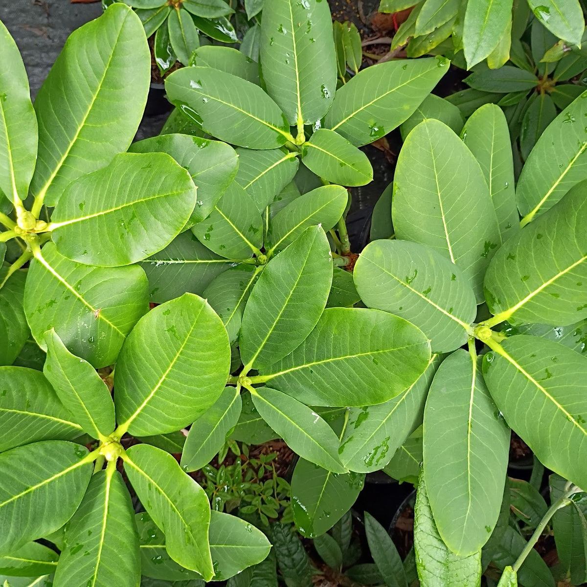 Rhododendron 'griffithianum x platypodum' (2g)