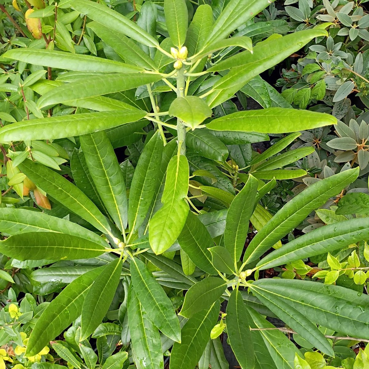 Rhododendron glanduliferum affinity  NV