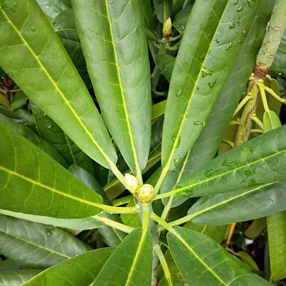 Rhododendron glanduliferum affinity  NV