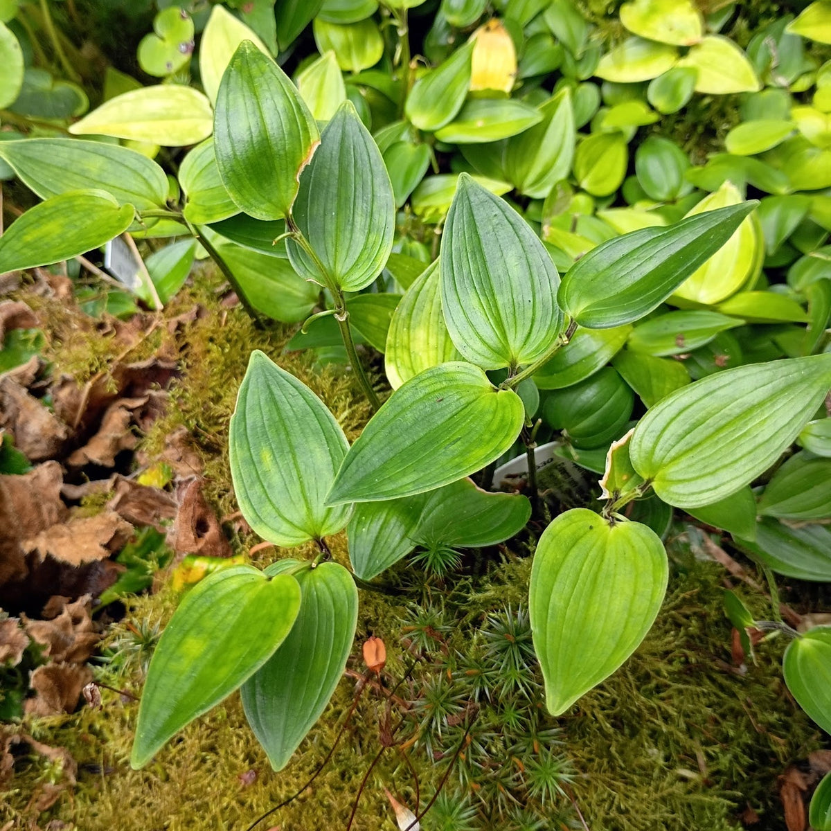 Disporopsis jinfushanensis MD