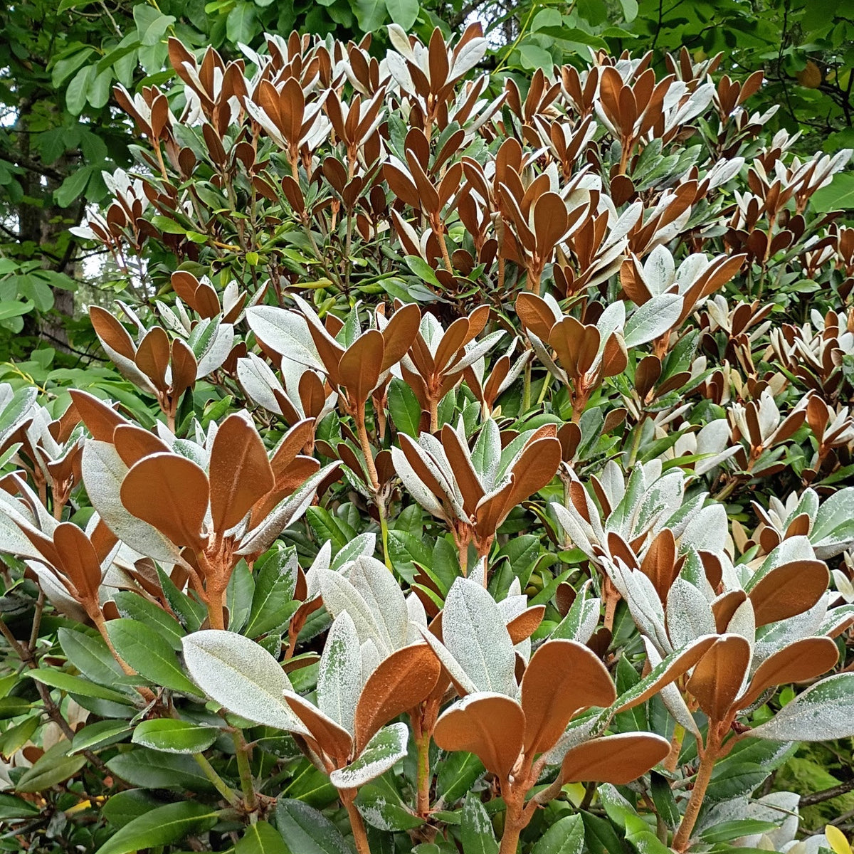 Rhododendron 'Cinnamon Bear'