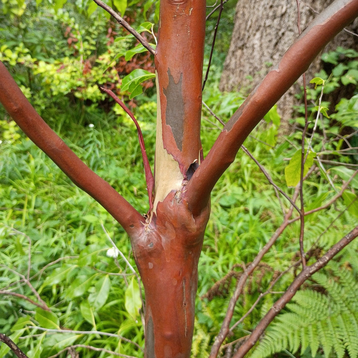 Huodendron tibeticum