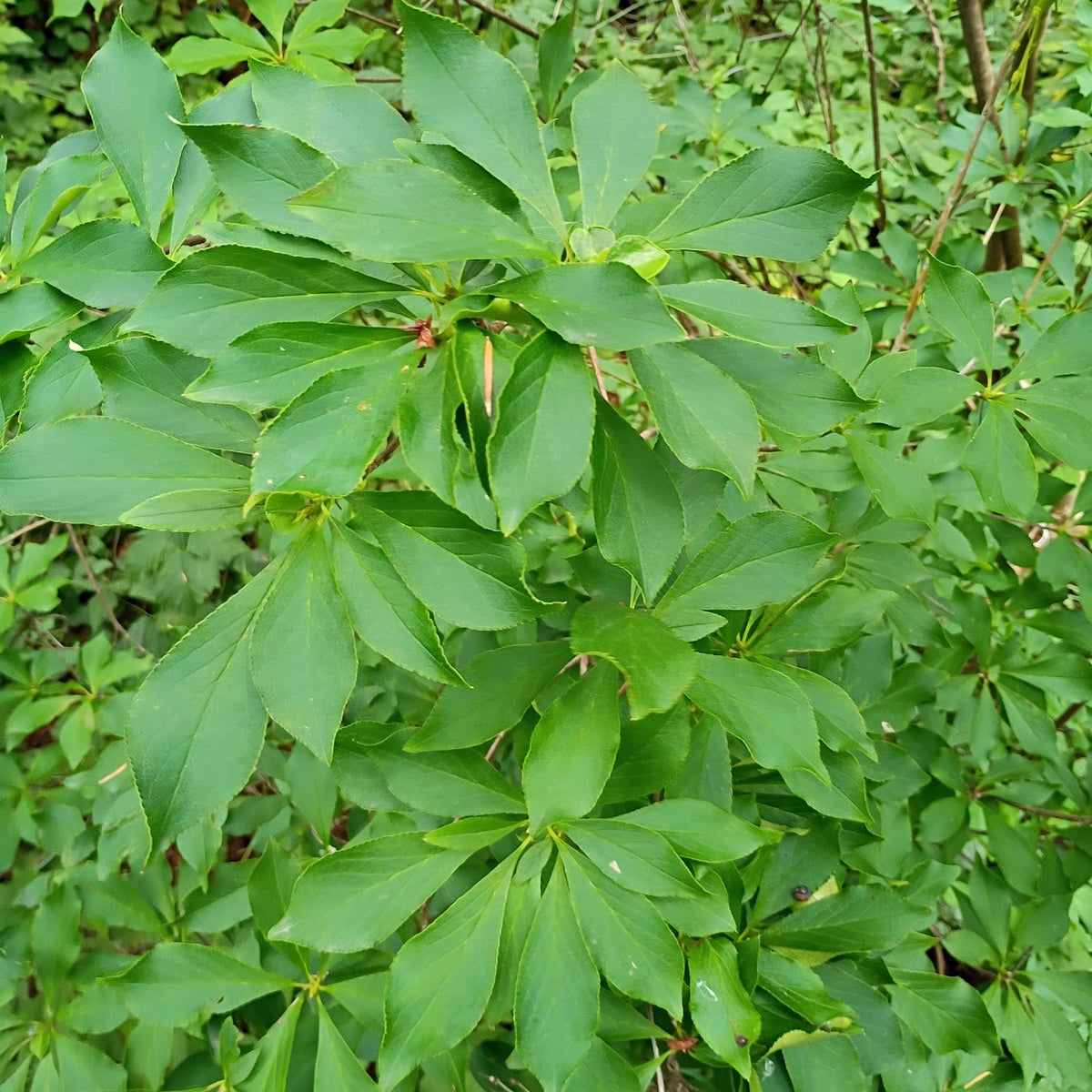 Enkianthus sikokianus  2016/5074  YK
