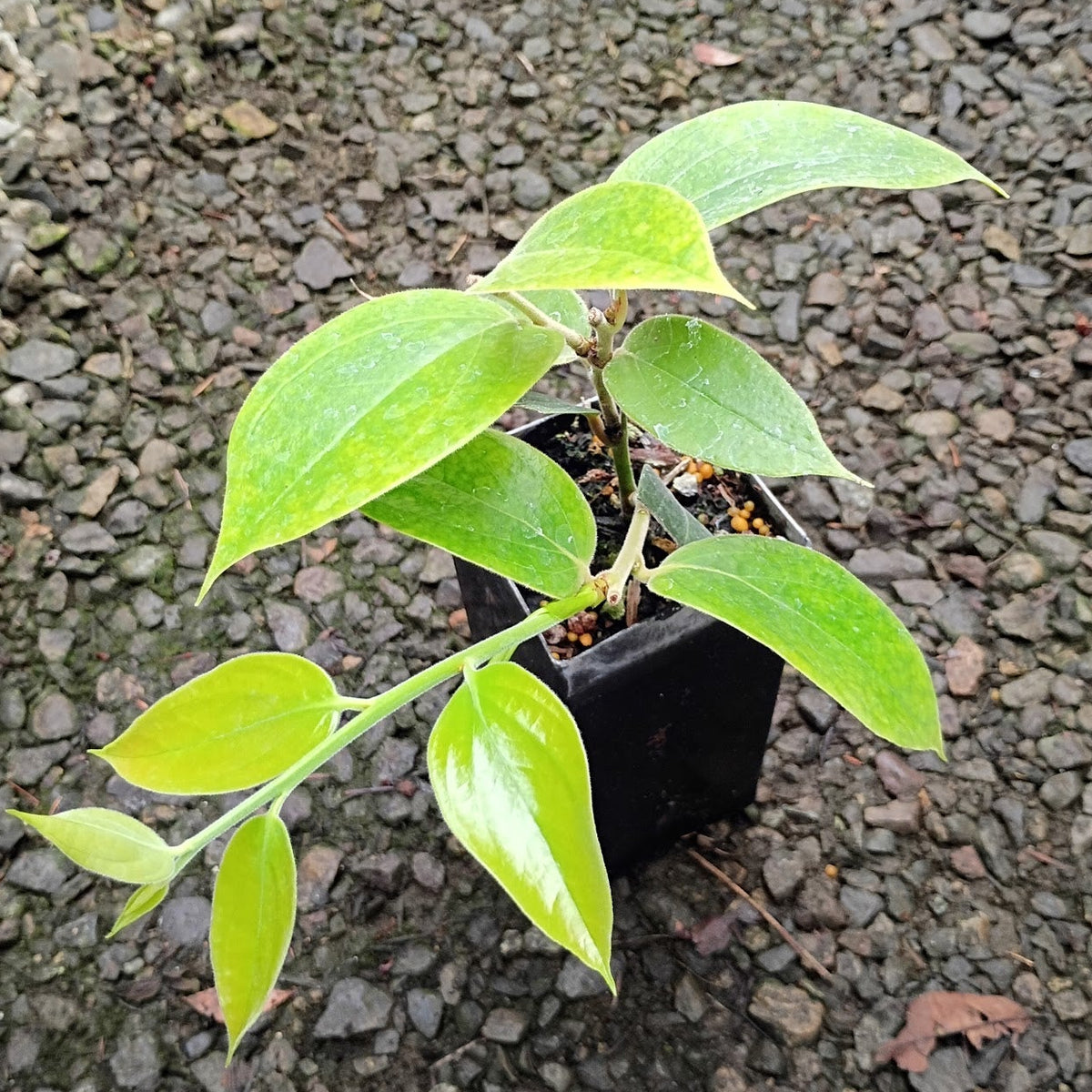 Dimorphanthera alpina  SEH