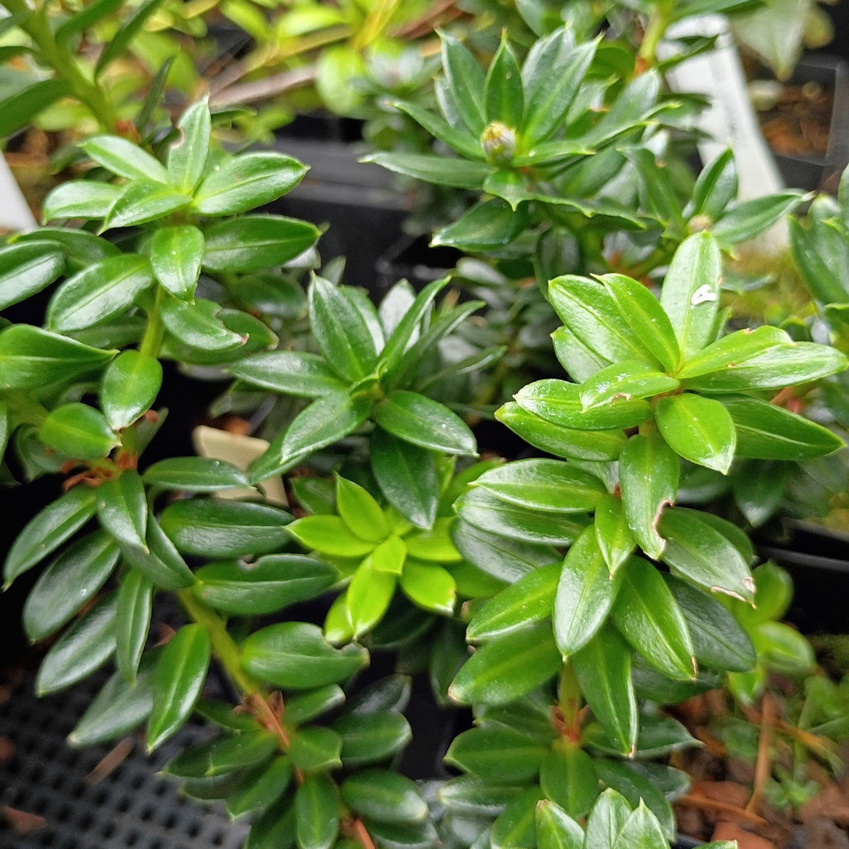 Podocarpus pilgeri (syn: wangii)  CGG