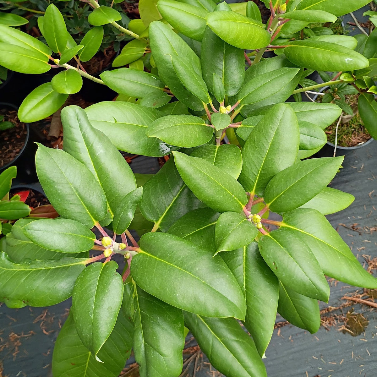 Rhododendron 'yuanbaoshanense x R. fortunei  SEH
