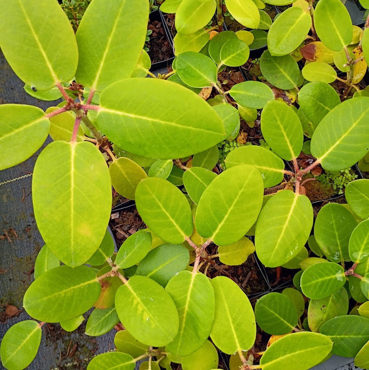Rhododendron 'fortunei (Lushan form) x williamsianum'