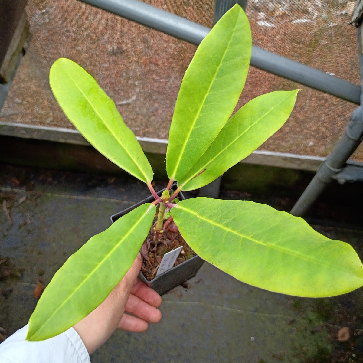 Rhododendron 'fortunei ssp. discolor x griffithianum'
