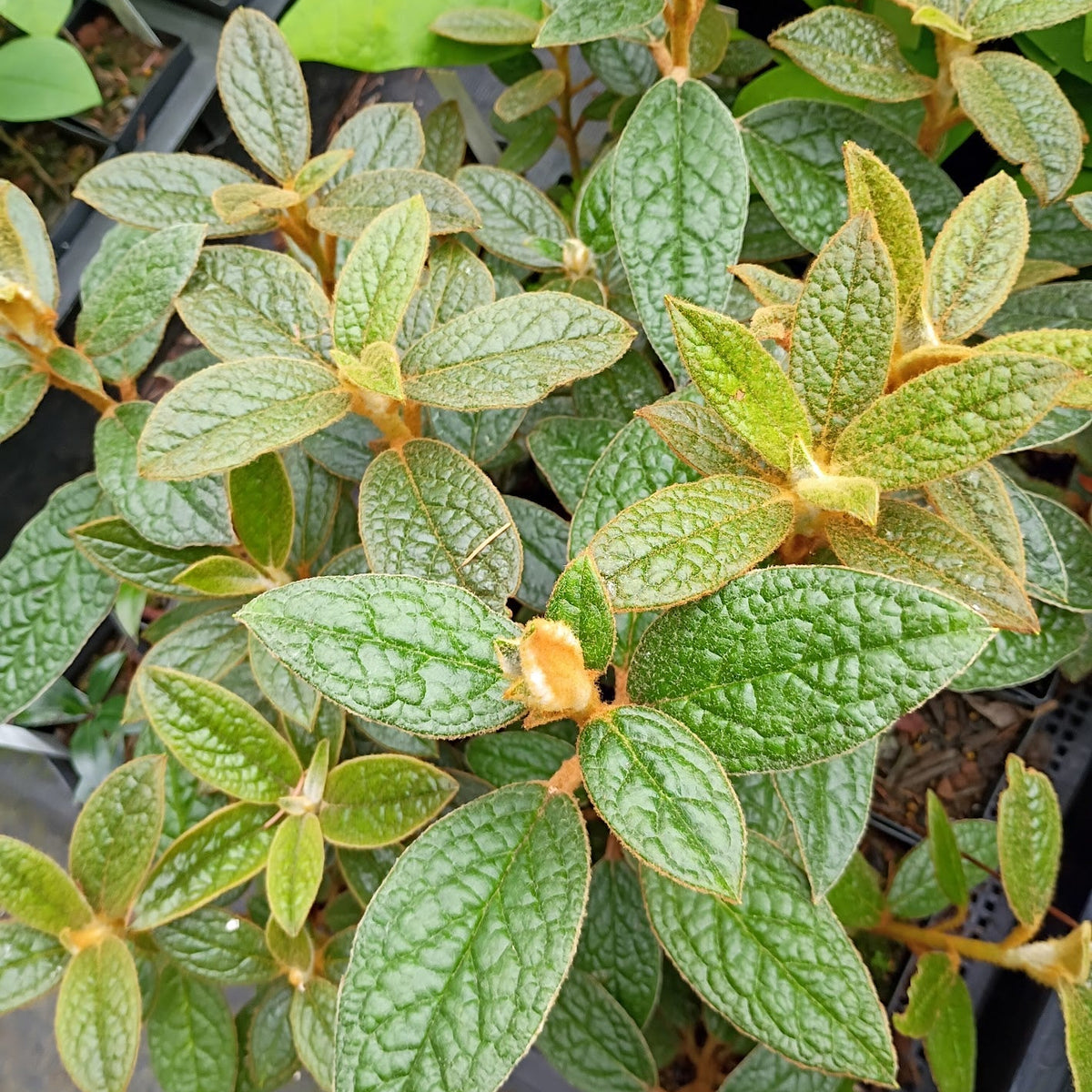 Rhododendron edgeworthii  JN