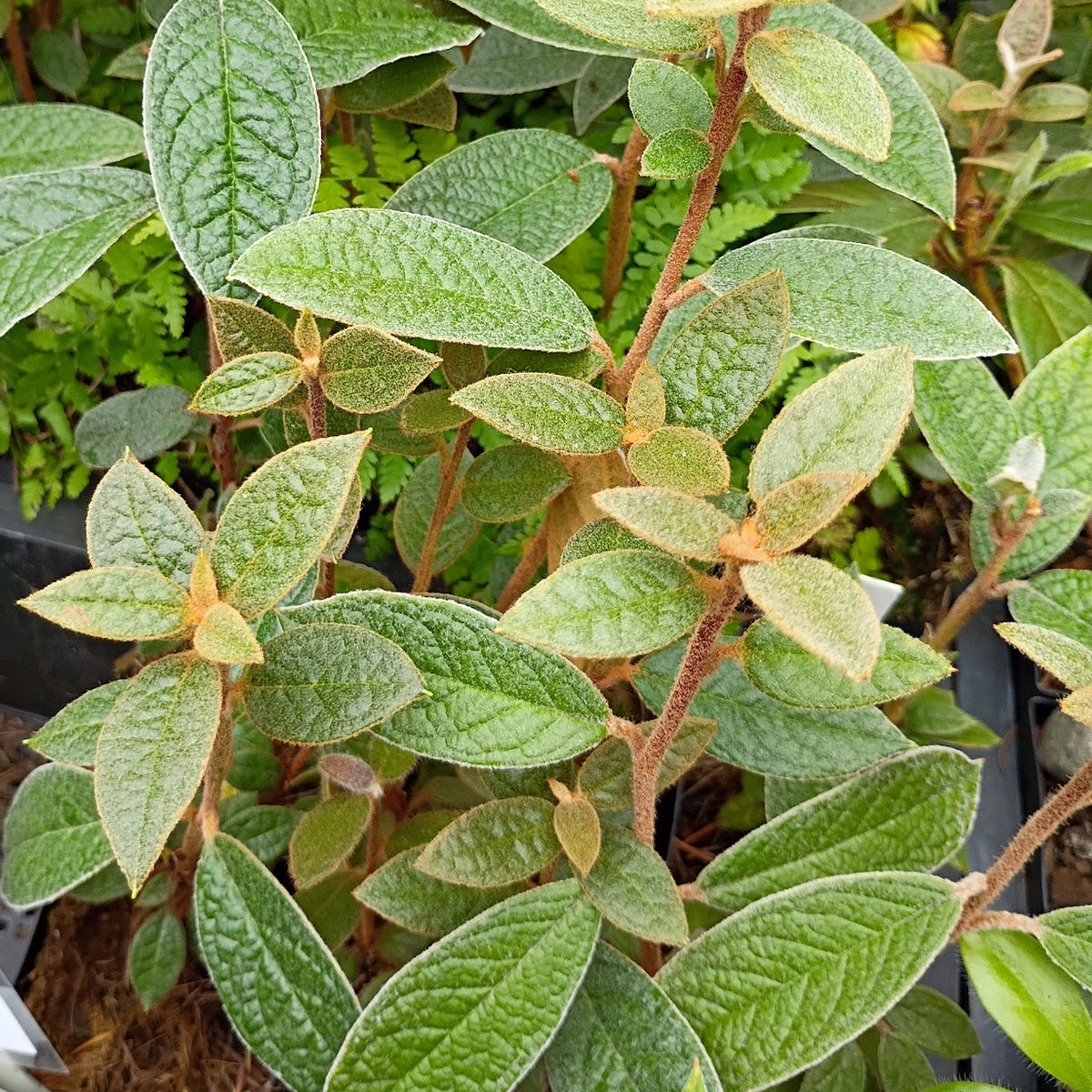 Rhododendron edgeworthii  APA
