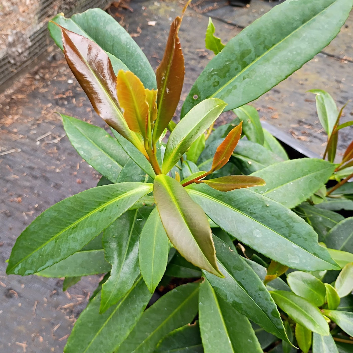Polyspora (Gordonia) speciosa  YUGU