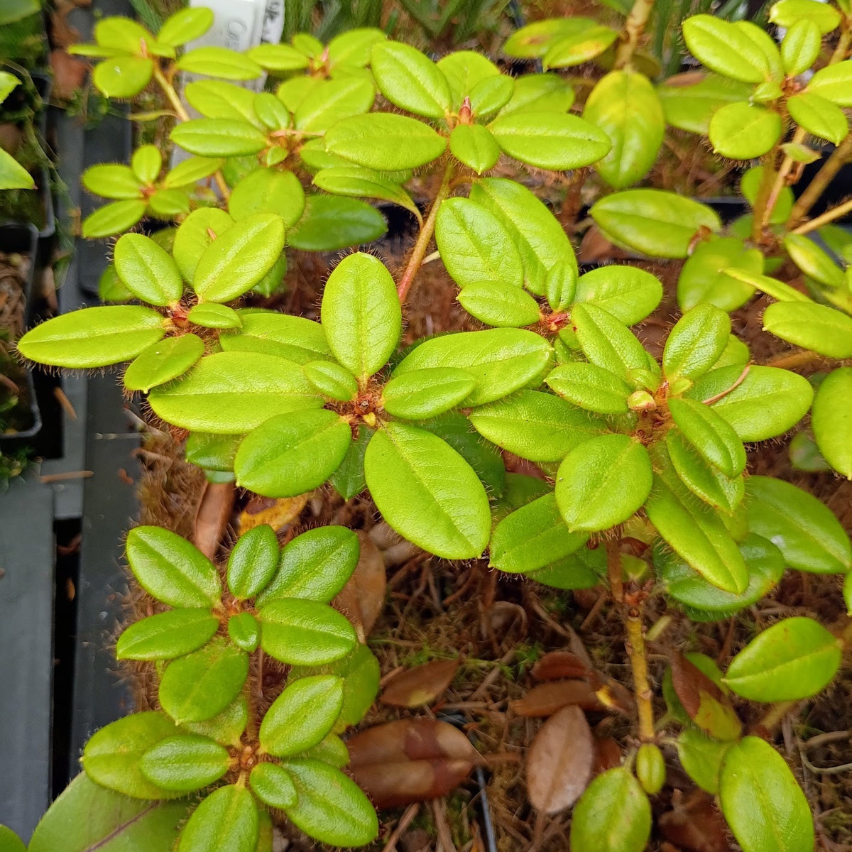 Rhododendron moupinense  AC