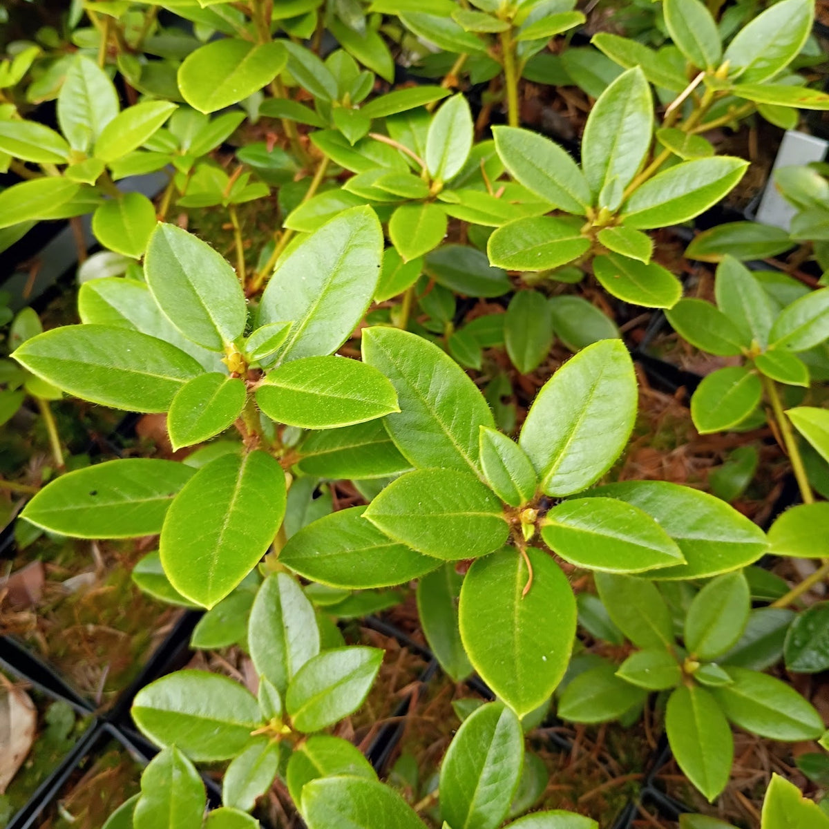 Rhododendron moupinense  W