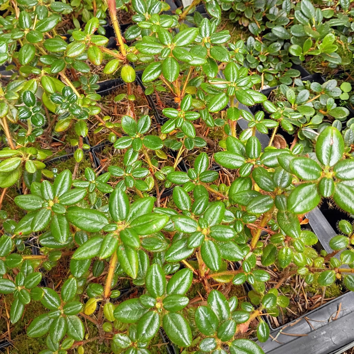 Rhododendron megeratum  NAPE
