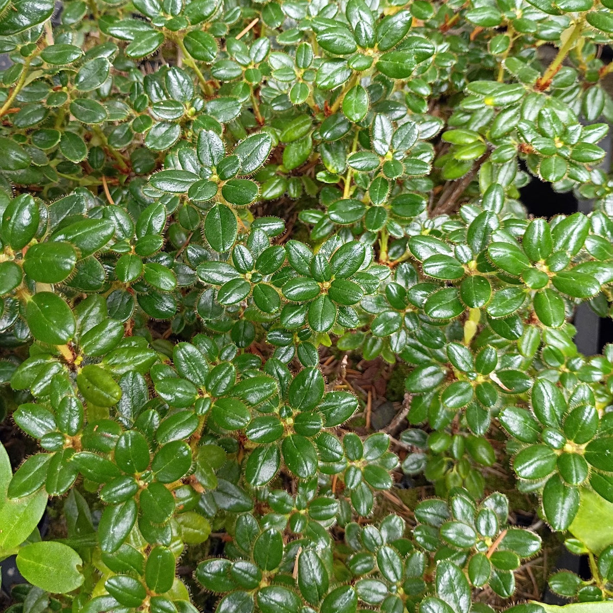 Rhododendron megeratum  2006/423  KCSH