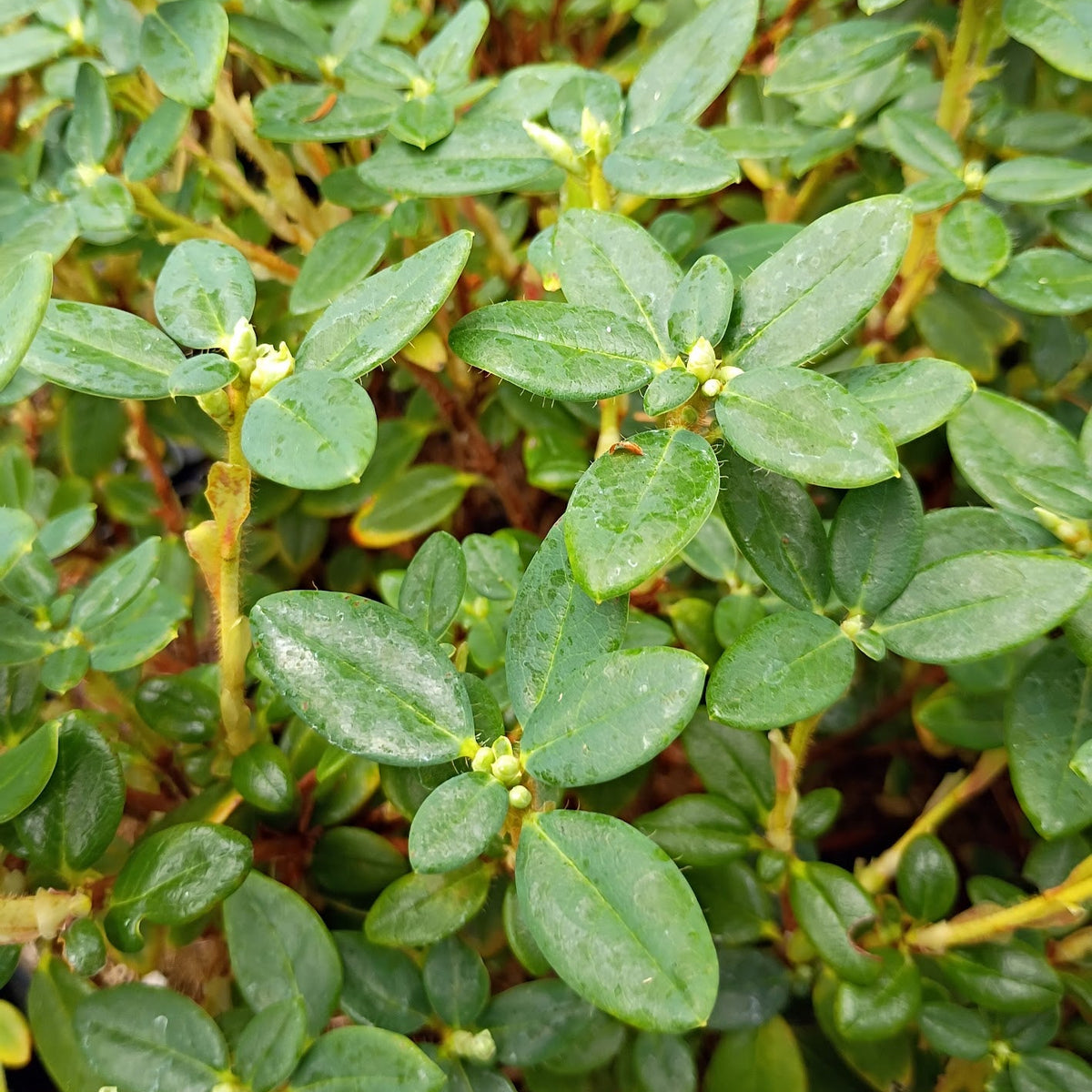 Rhododendron megeratum  1982/158
