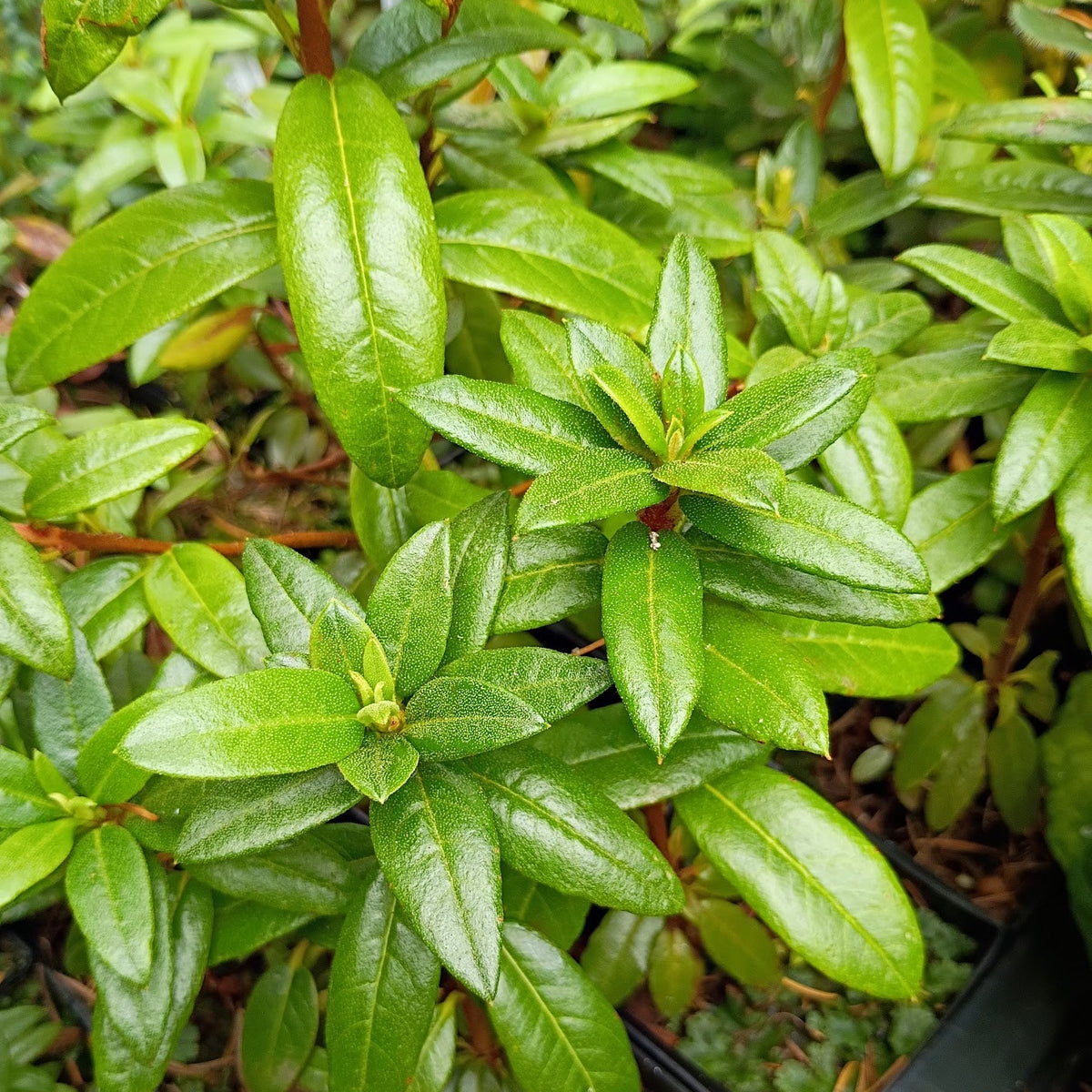 Rhododendron glaucophyllum var. tubiforme  KCSH