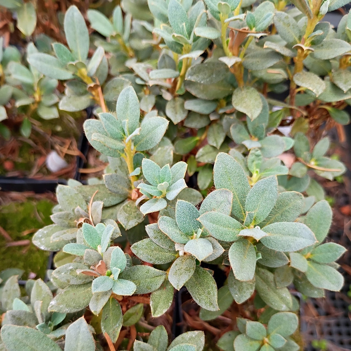 Rhododendron calostrotum ssp. calostrotum 1966/573