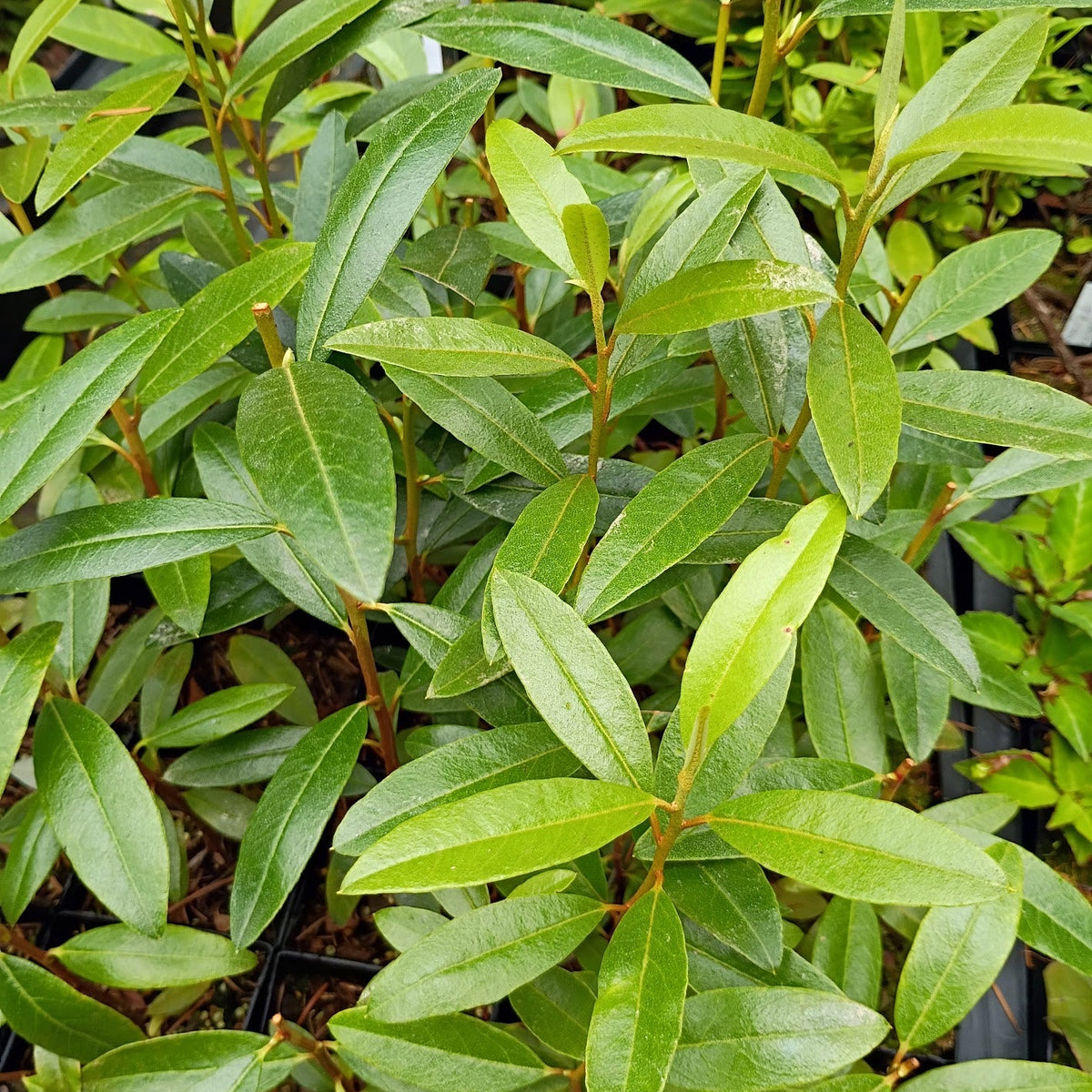 Rhododendron xanthostephanum  KR