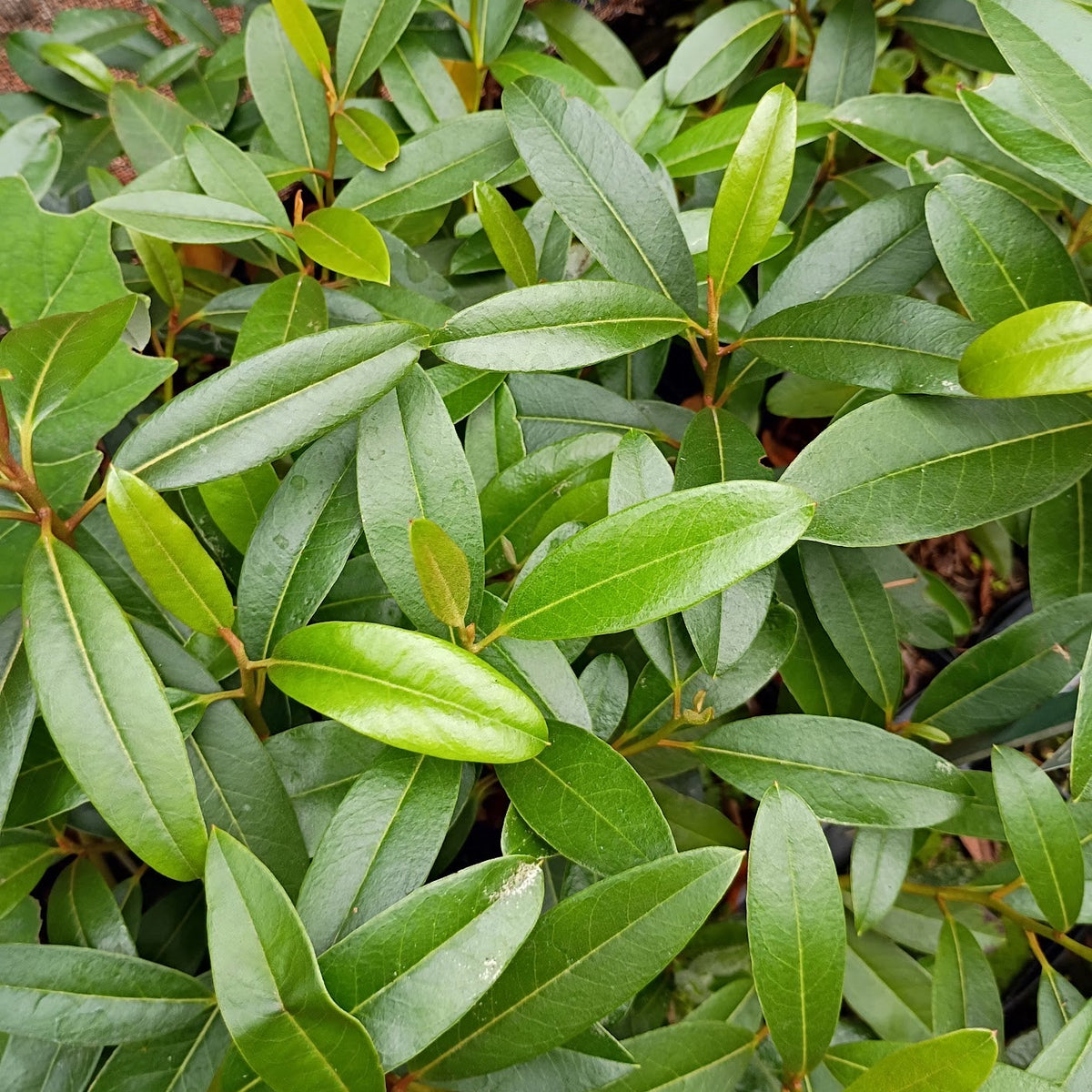 Rhododendron tephropeplum  APA