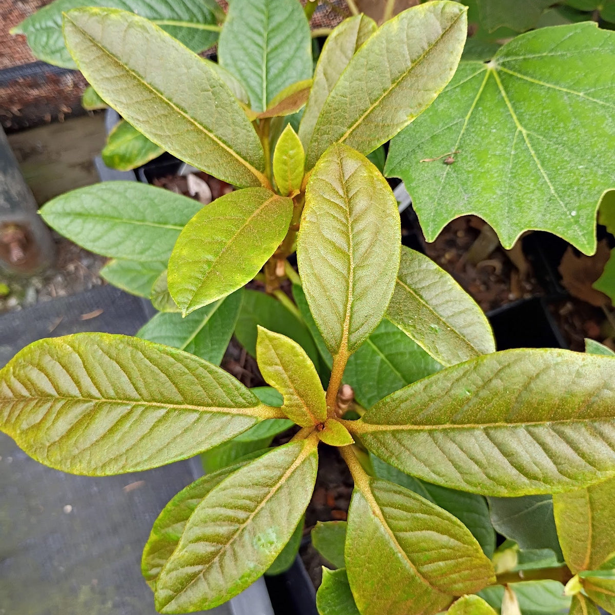 Rhododendron 'White Waves'