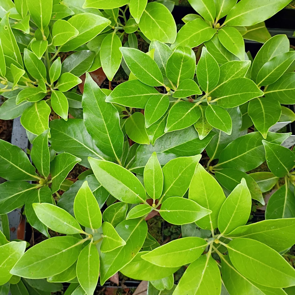Persea thunbergii  2004/5003