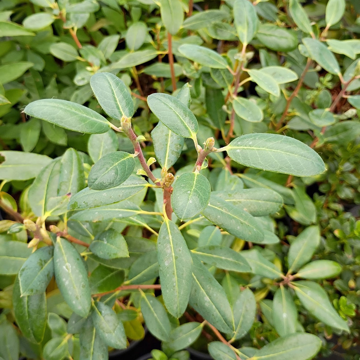 Rhododendron cinnabarinum  KCSH